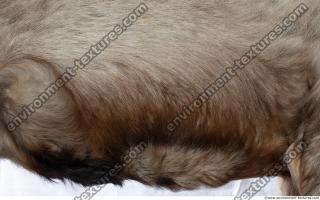 Photo Textures of Fur Deer